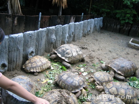 Tortoises in Avilon Zoo, Rizal Philippines